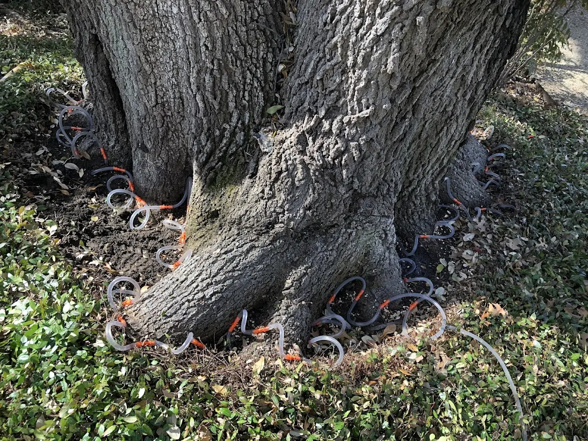 Detailed Tree Cabling and Bracing job site in Silver Lake