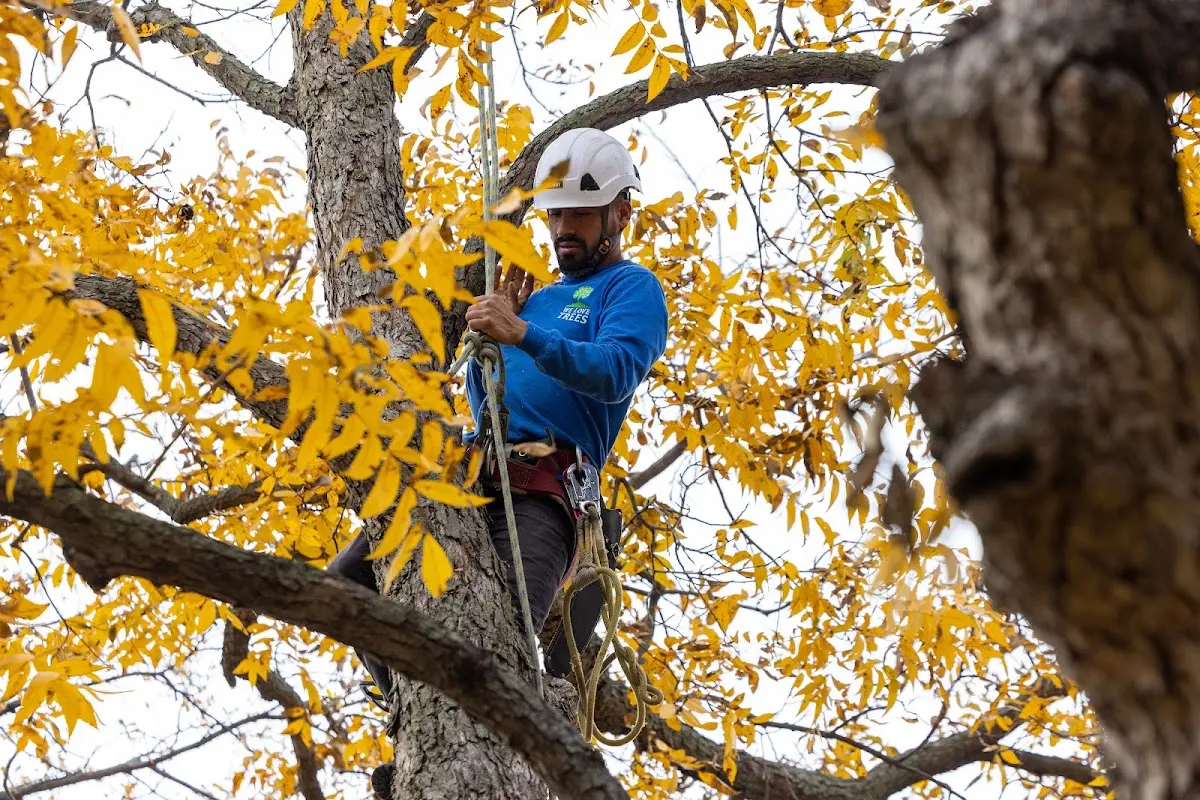 Skilled Tree Pruning crew working in Silver Lake